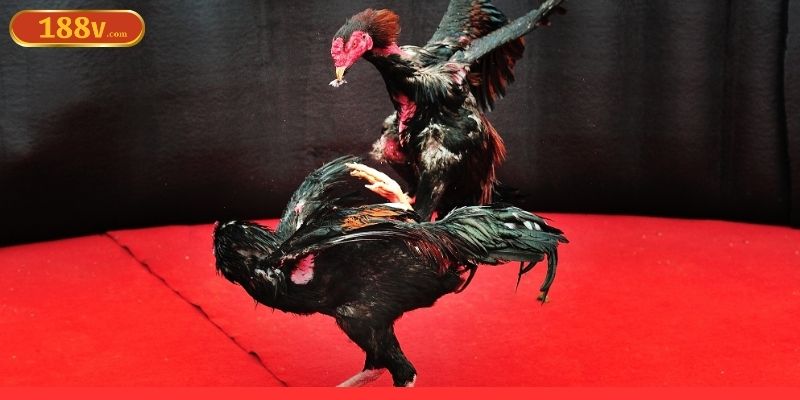 Tìm hiểu về đá gà 188V