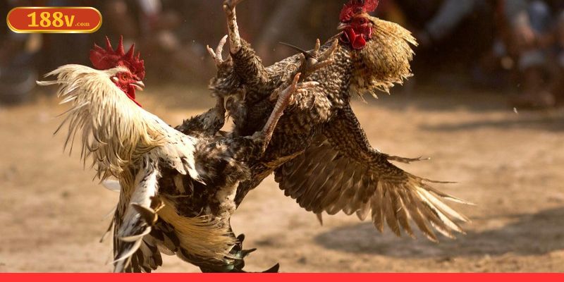 Đá gà ăn tiền là bạn đặt cược vào trận đấu giữa hai chiến kê 